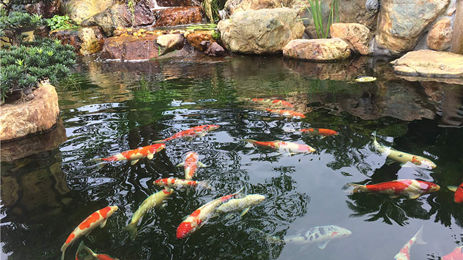 水力全自動(dòng)曝氣精濾機(jī)在景觀(guān)魚(yú)池水處理中有何應(yīng)用優(yōu)勢(shì)